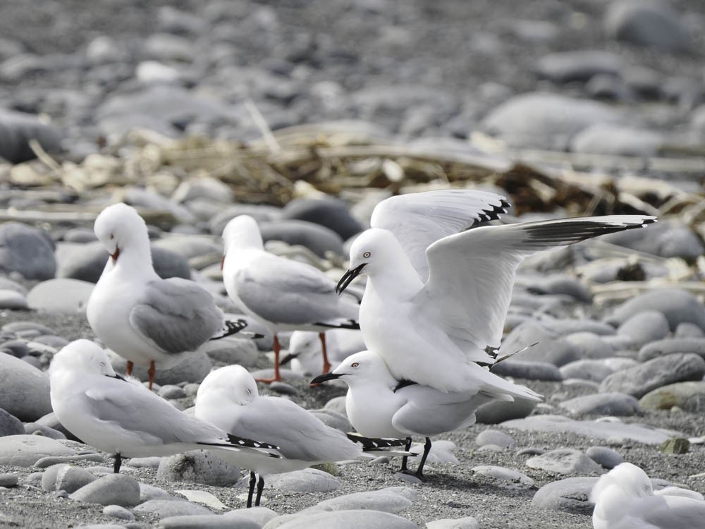 Black-billed Gull - ML645518482