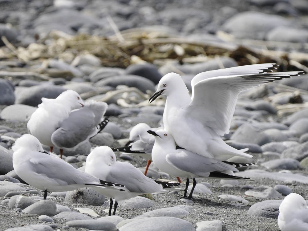 Black-billed Gull - ML645518483