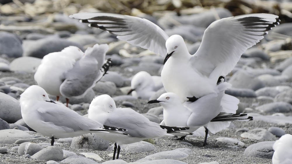 Black-billed Gull - ML645518484