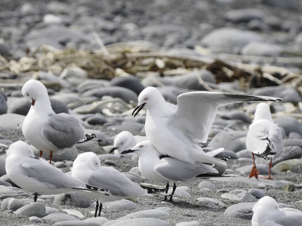 Black-billed Gull - ML645518485
