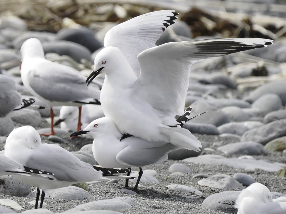 Black-billed Gull - ML645518486