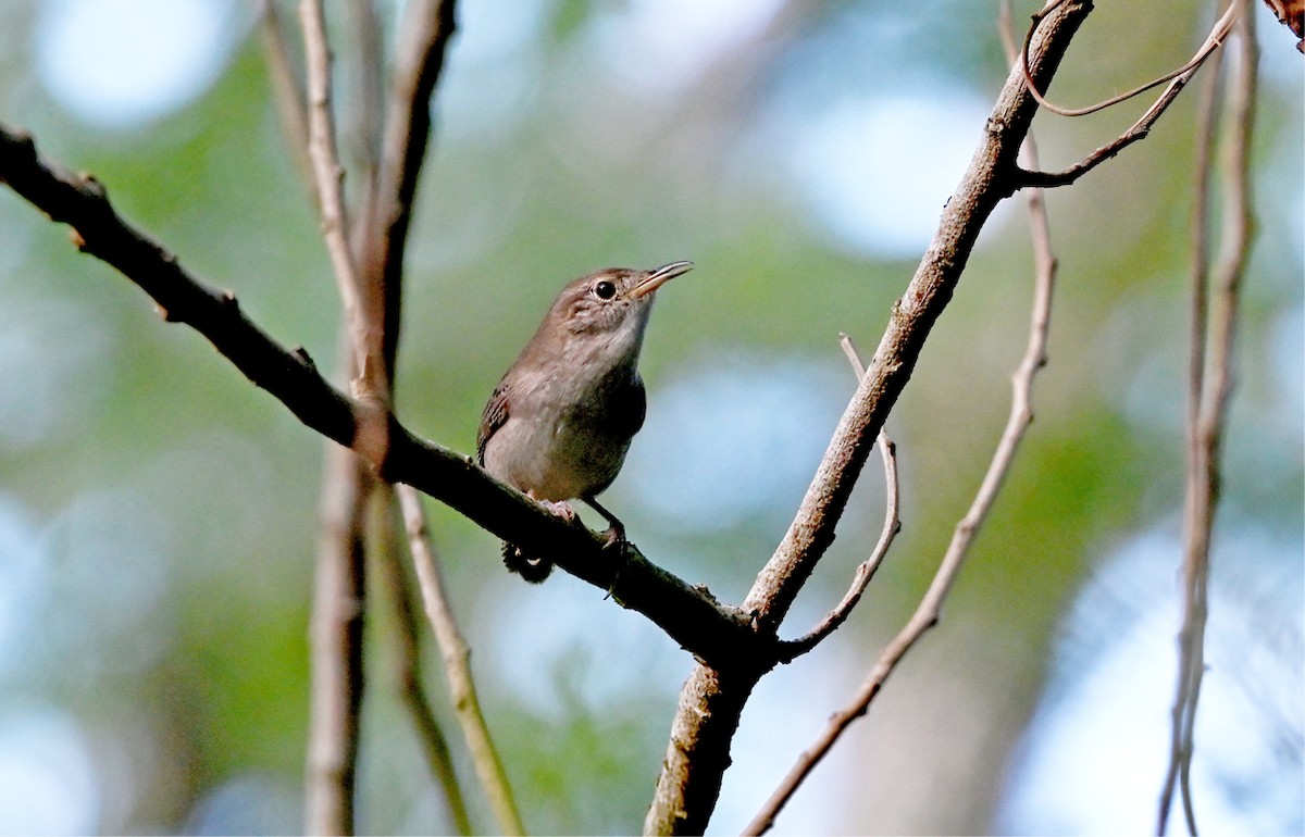 Northern House Wren - ML645518491