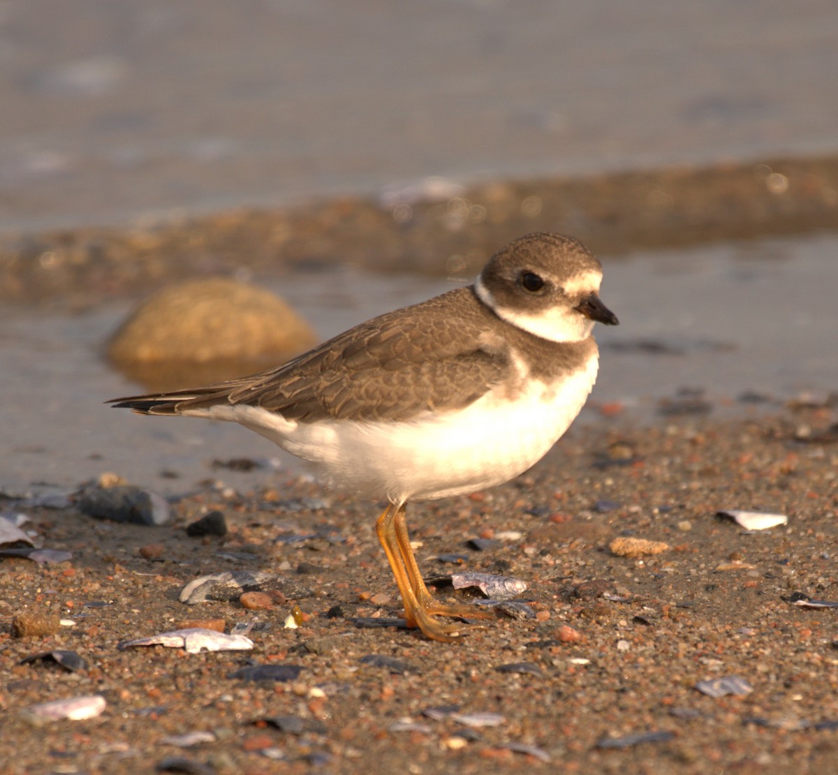 kulík kanadský - ML645518502