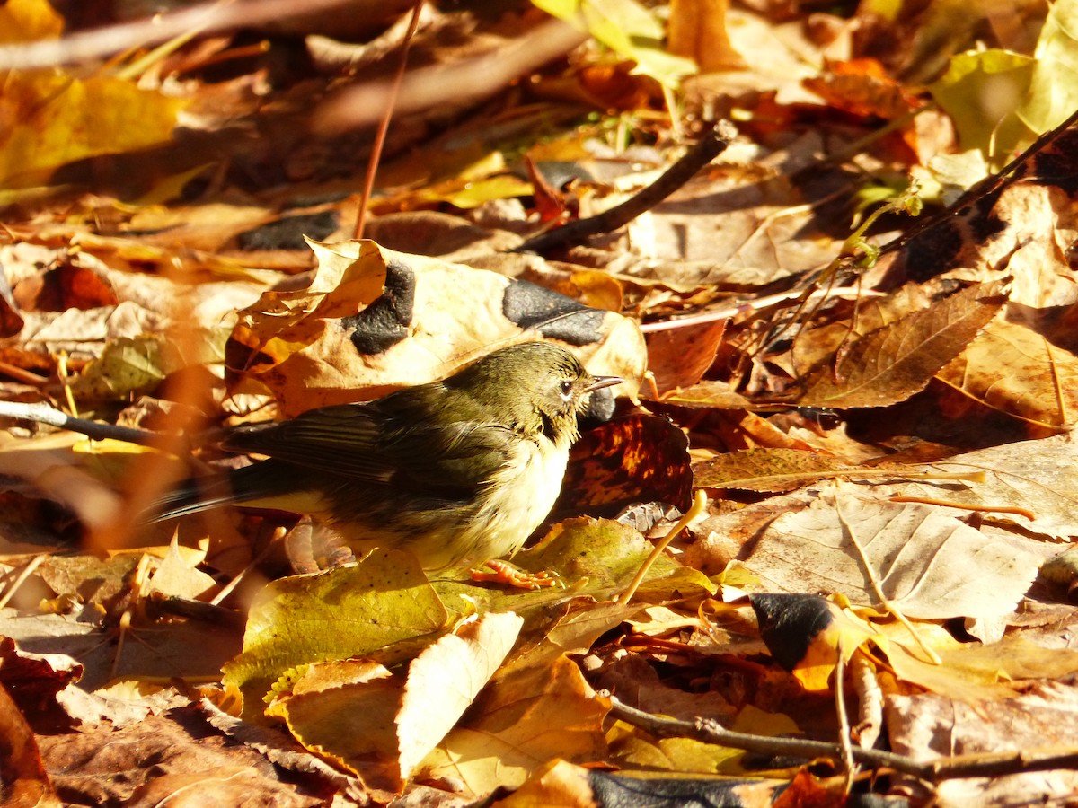 Black-throated Blue Warbler - ML645518506