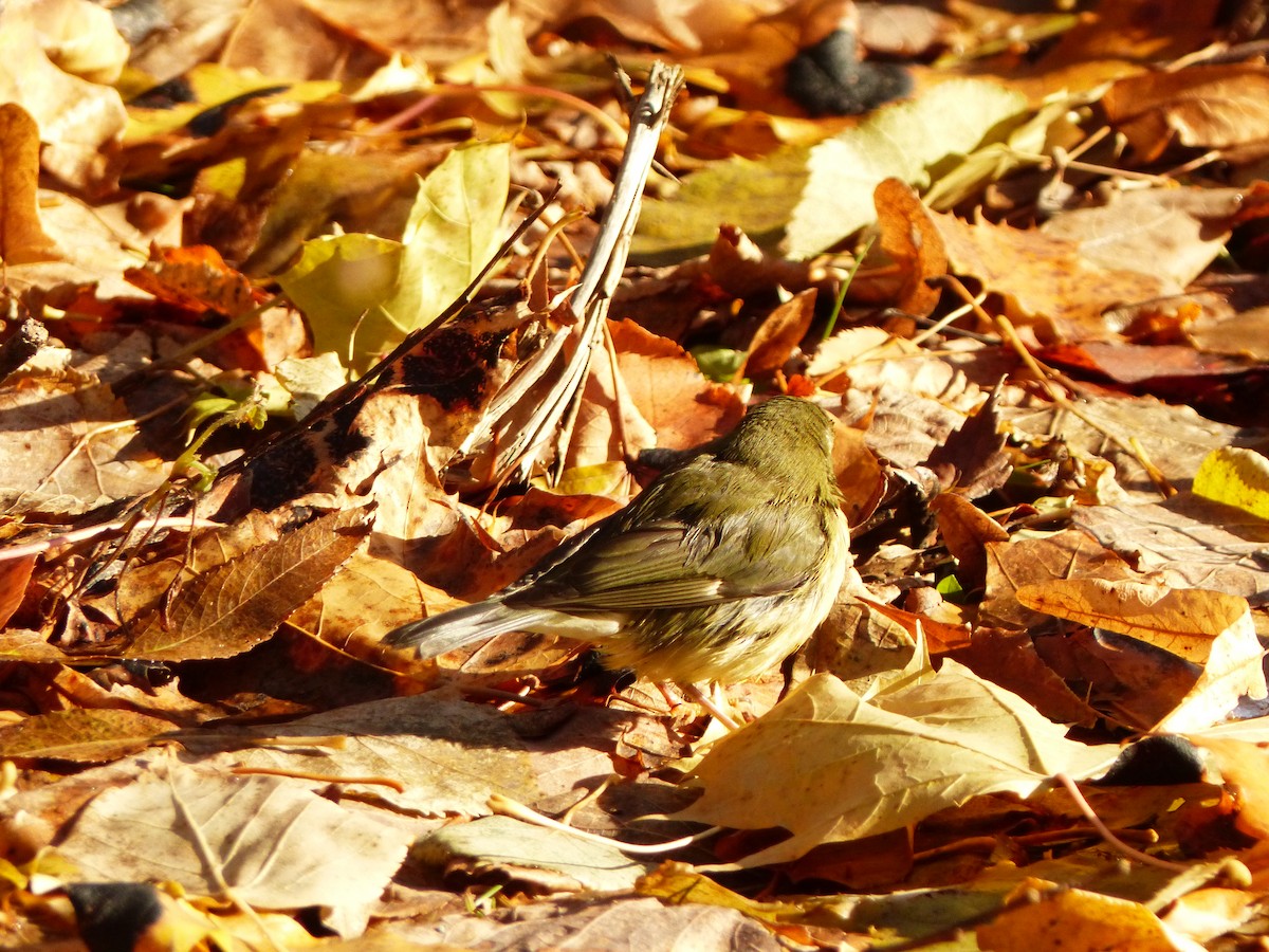Black-throated Blue Warbler - ML645518507
