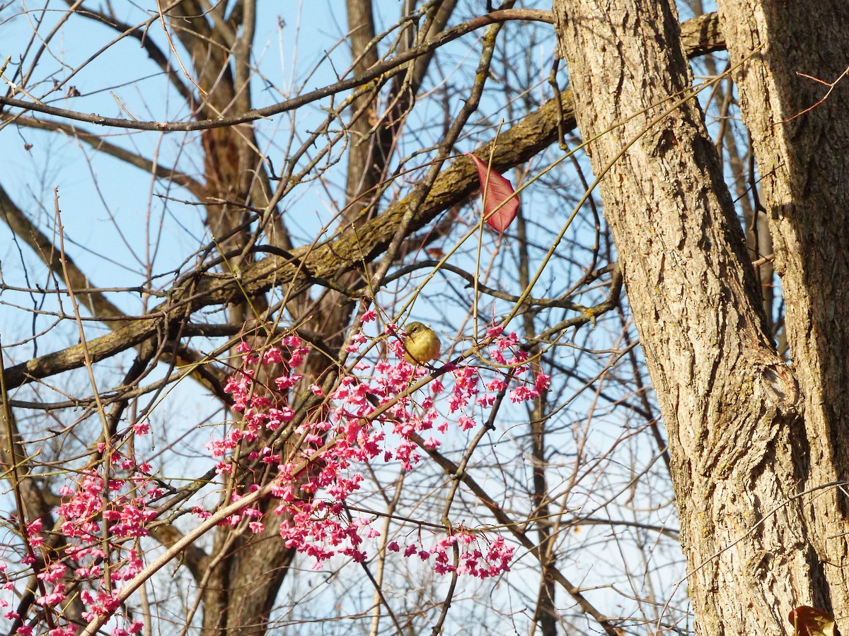 Black-throated Blue Warbler - ML645518508