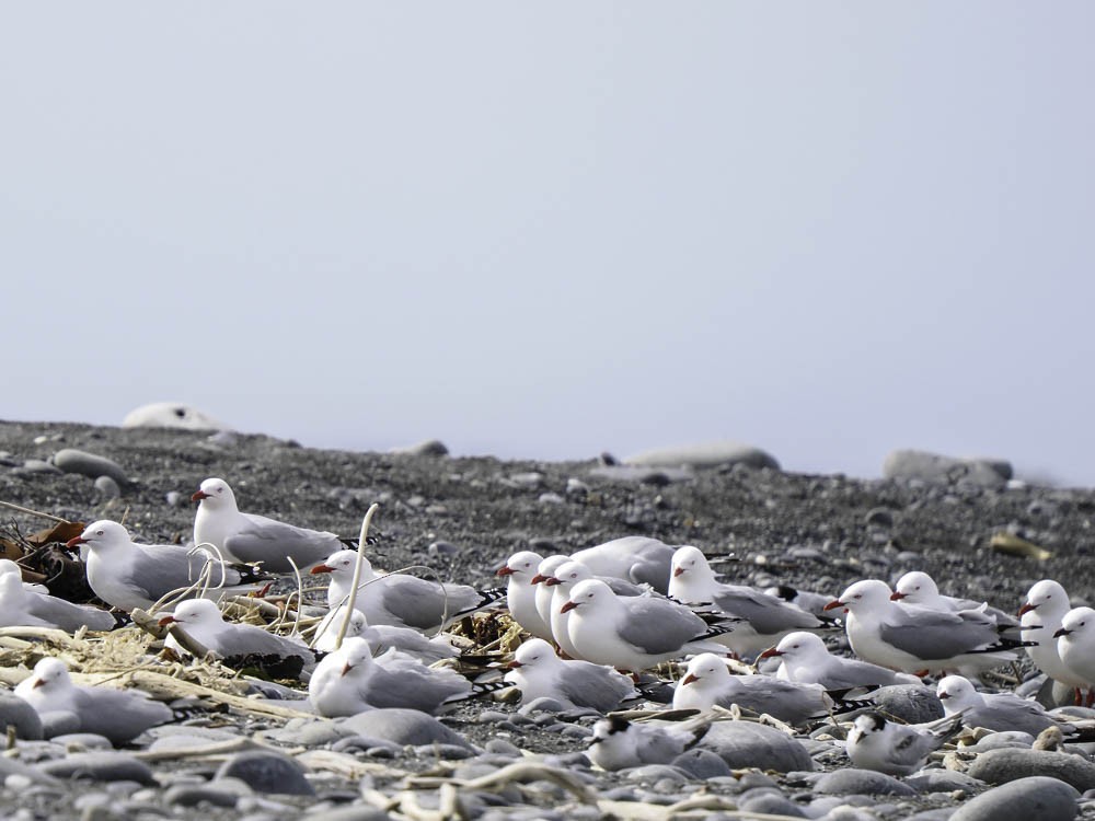 Silver Gull - ML645518511