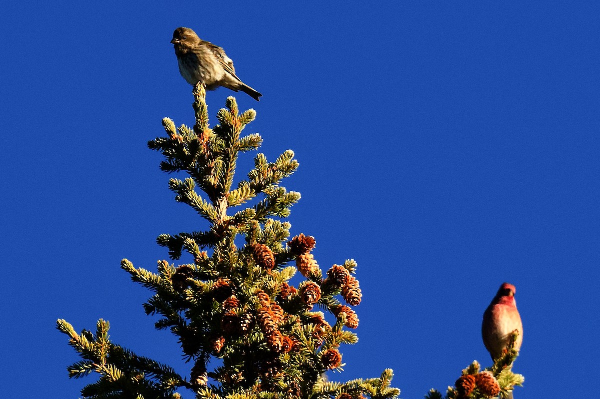Camachuelo Purpúreo - ML645518516