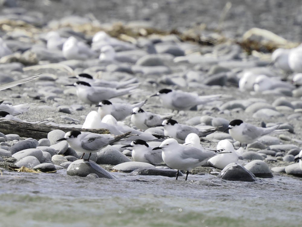 Black-billed Gull - ML645518518