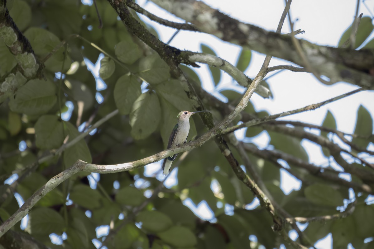 Gray-breasted Sabrewing - ML645518525