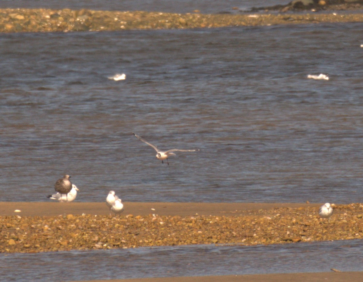 racek vnitrozemský - ML645518528