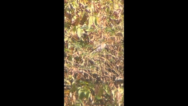 Arabian Grosbeak - ML645518529