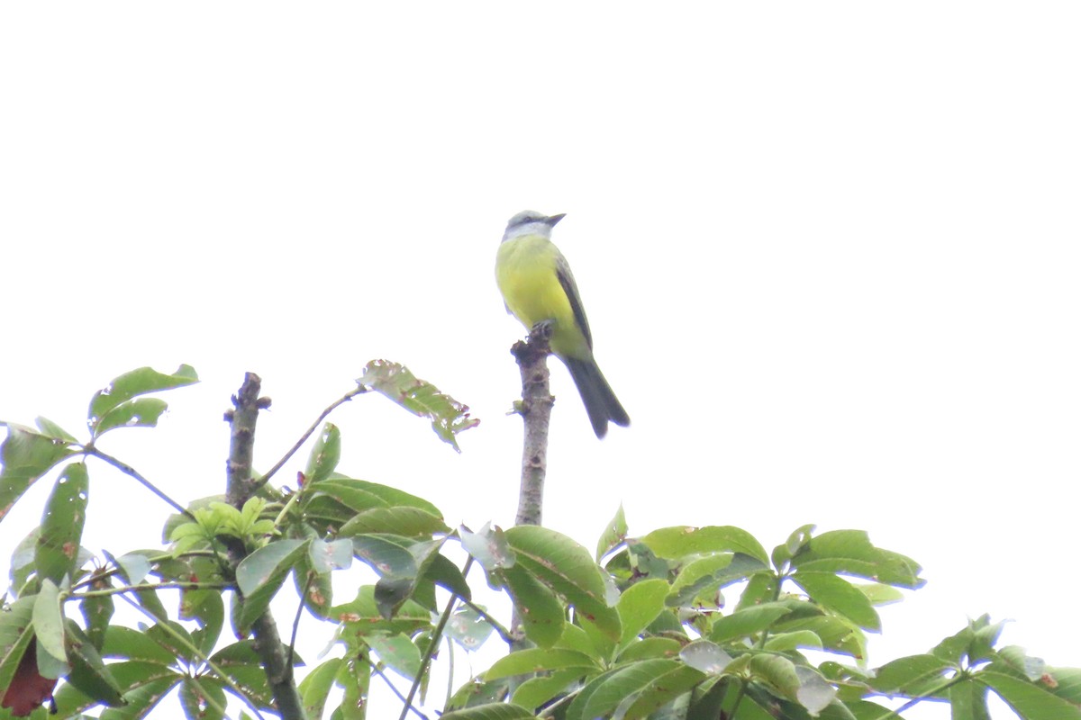 Tropical Kingbird - ML645518531