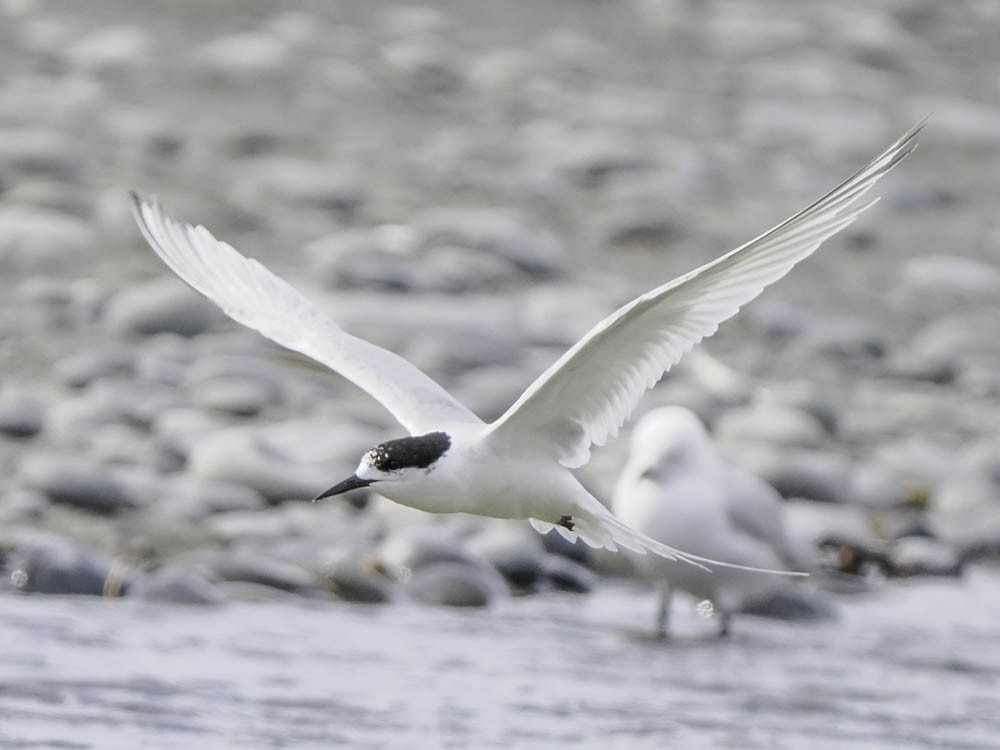 White-fronted Tern - ML645518538