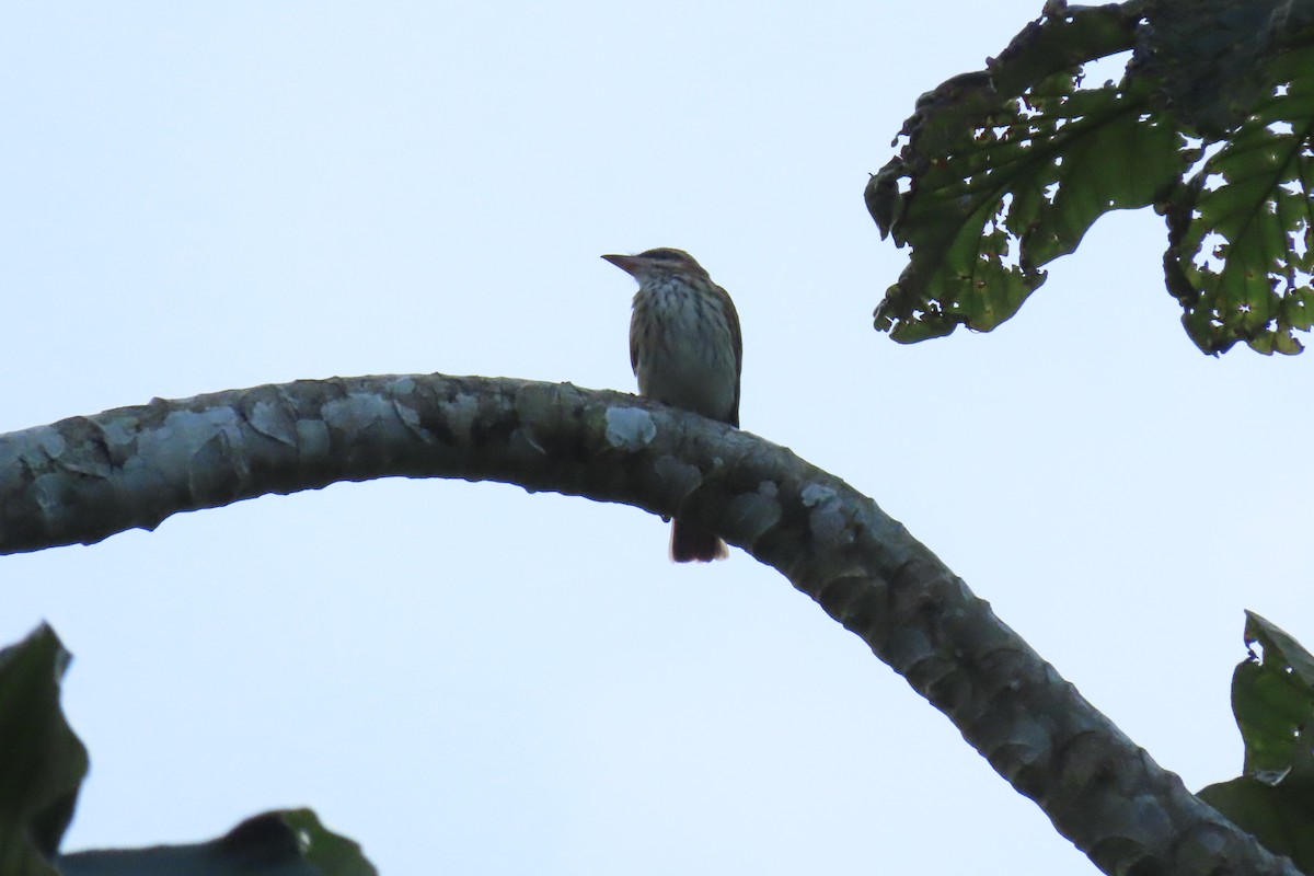 Streaked Flycatcher - ML645518540