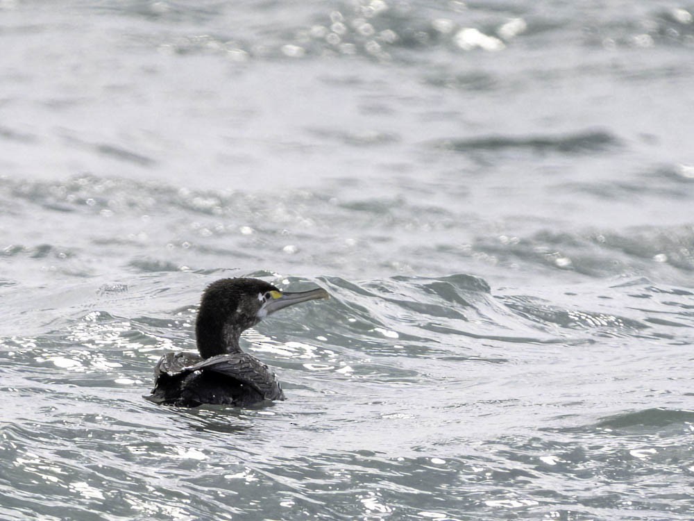 Great Cormorant - ML645518547