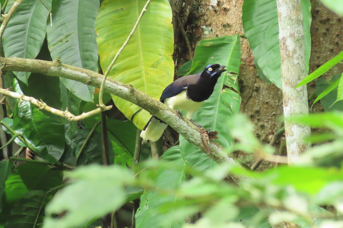 Black-chested Jay - ML645518549