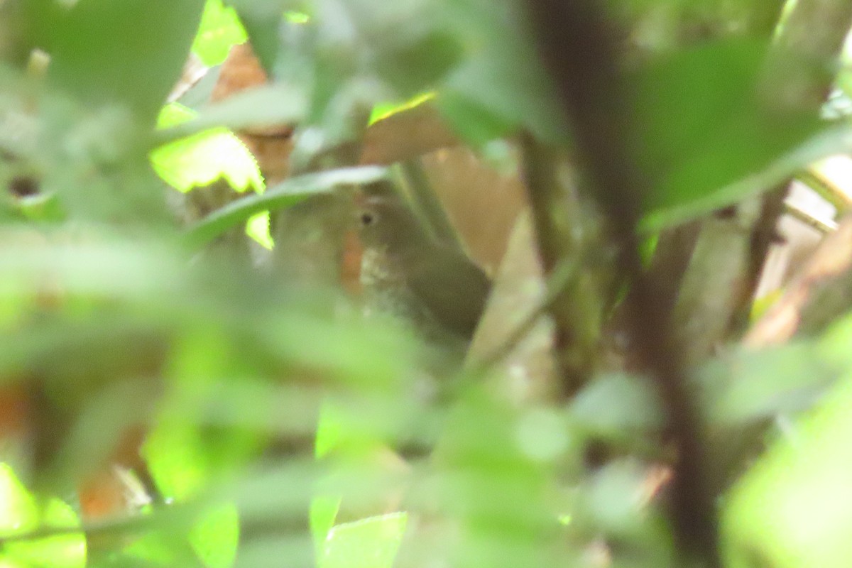 Swainson's Thrush - ML645518572