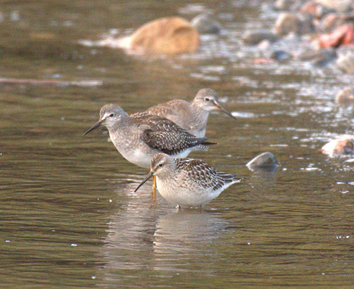 jespák dlouhonohý - ML645518578