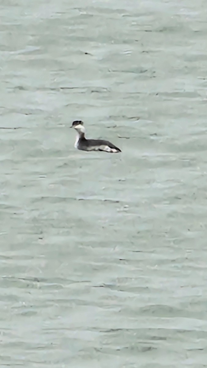 Horned Grebe - ML645518582