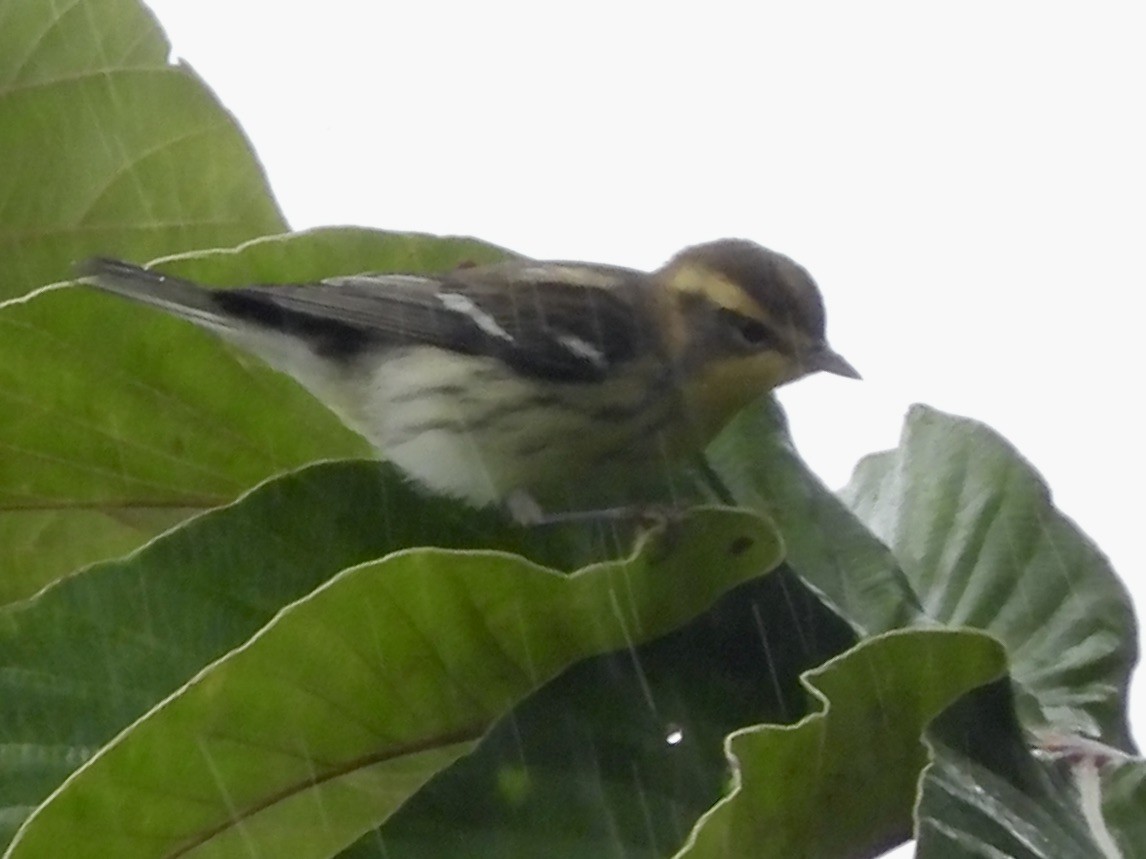 Blackburnian Warbler - ML645518583