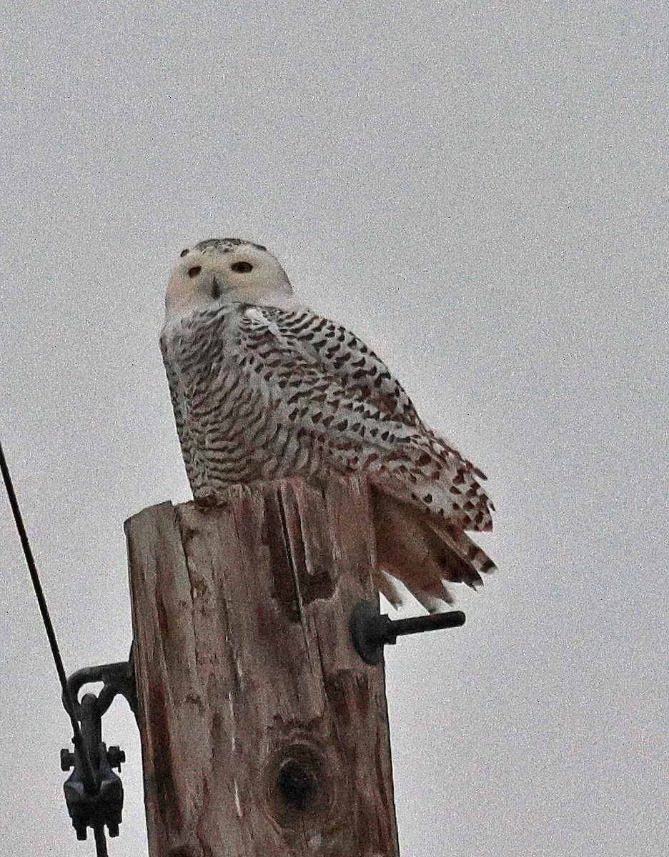 Snowy Owl - ML645518609