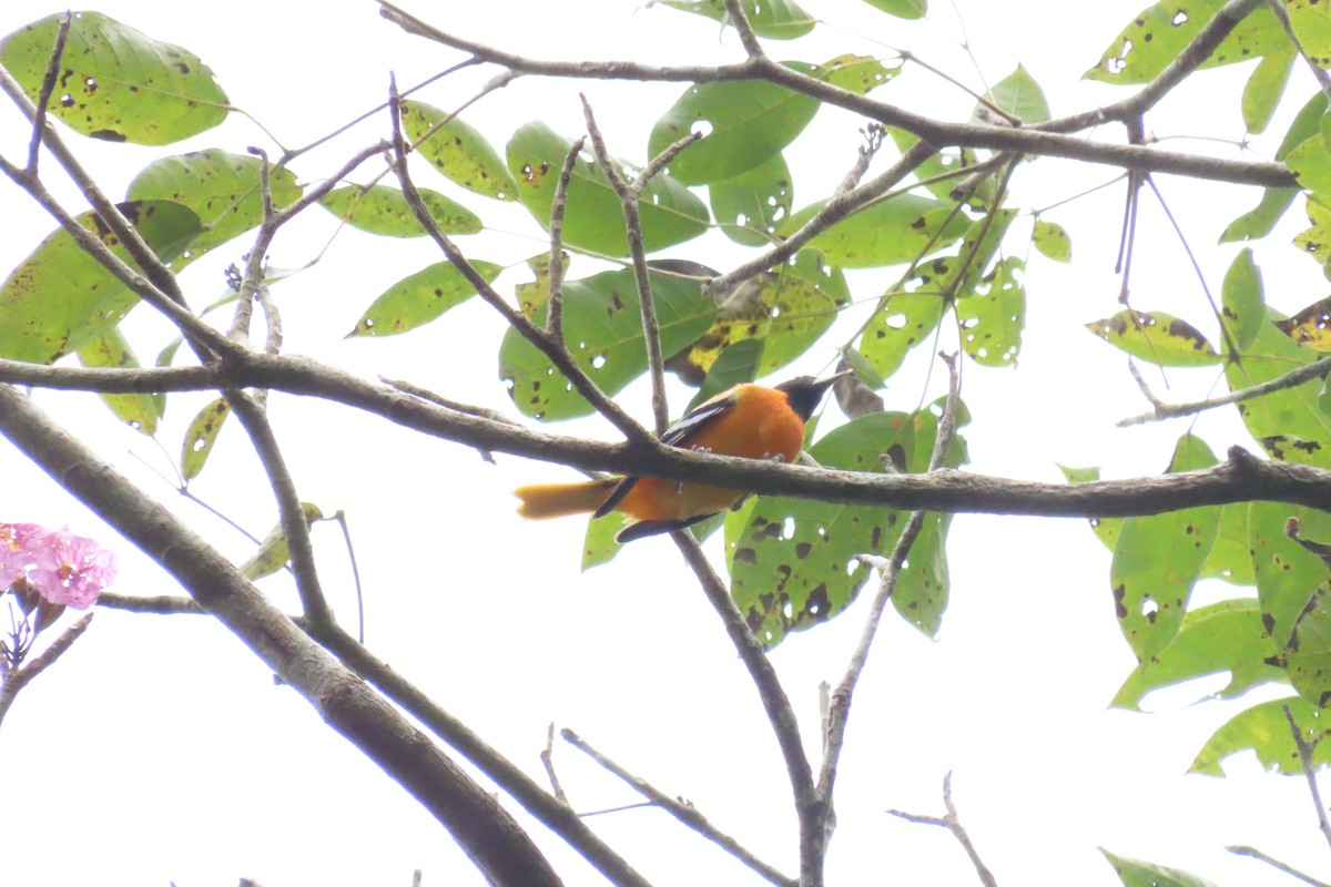 Baltimore Oriole - ML645518612