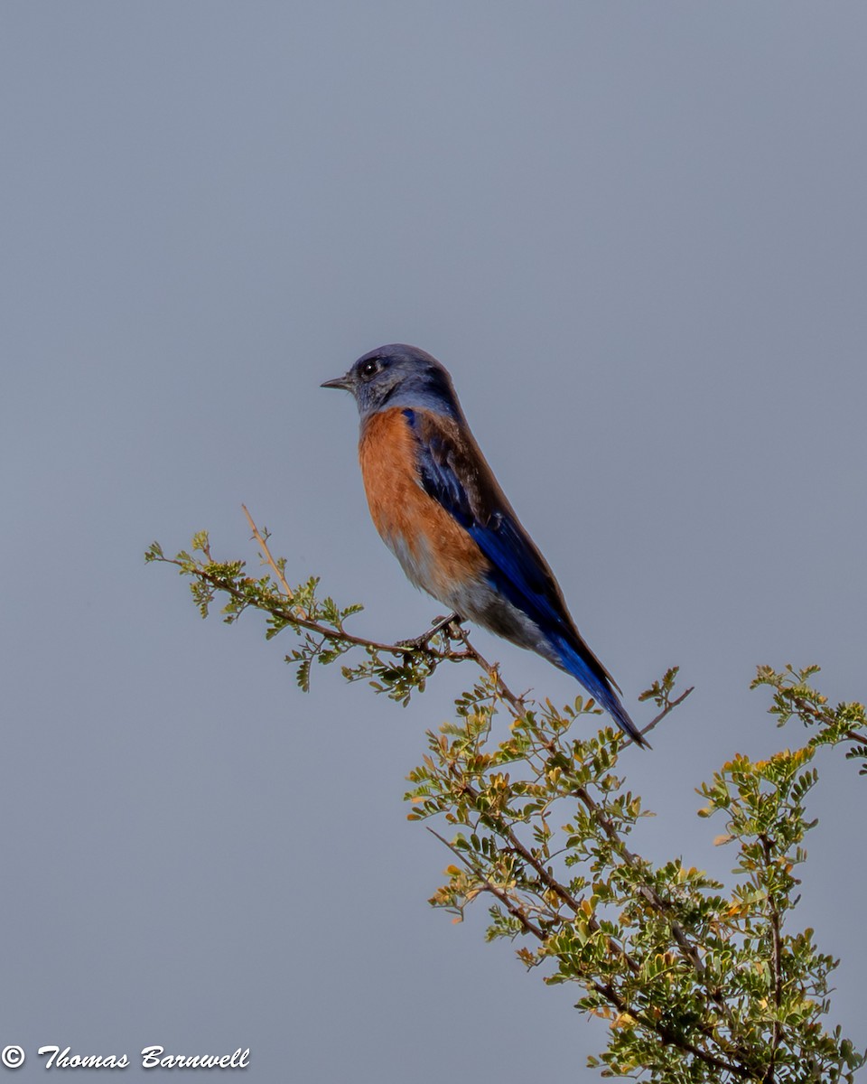 Western Bluebird - ML645518616