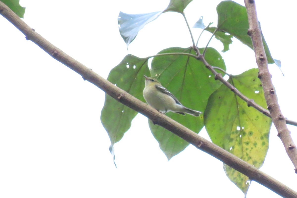 Bay-breasted Warbler - ML645518619