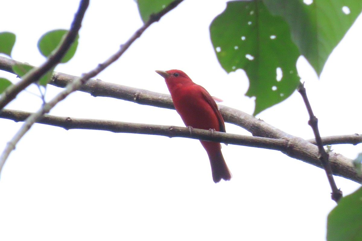 Summer Tanager - ML645518623