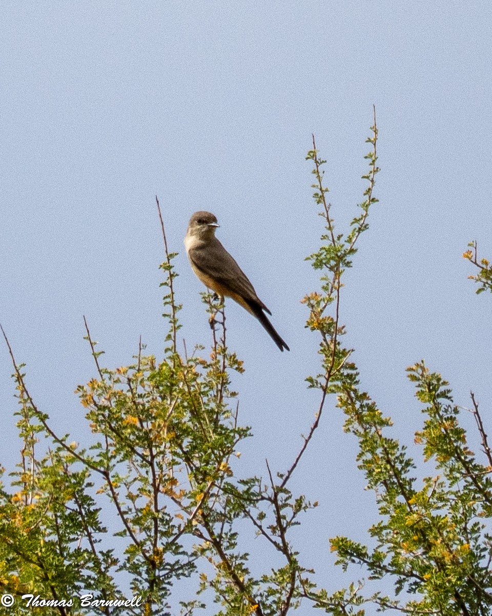 Say's Phoebe - ML645518624