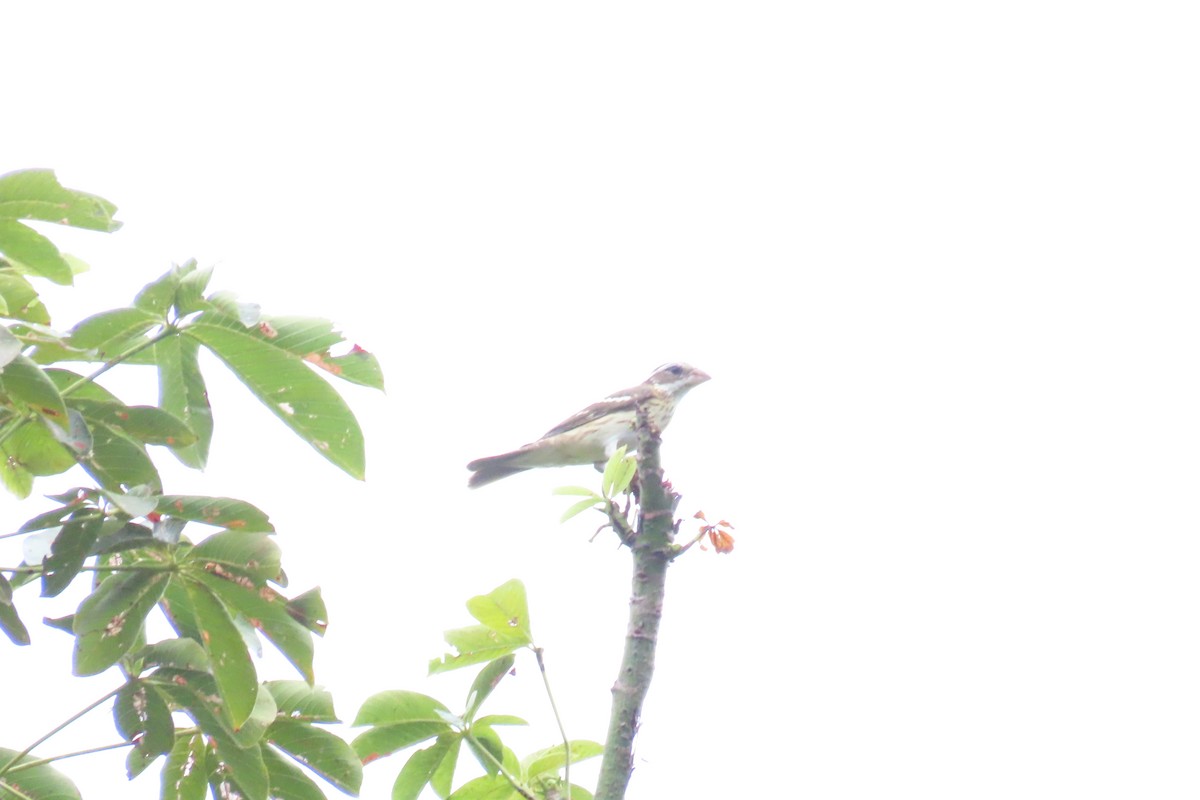 Rose-breasted Grosbeak - ML645518637
