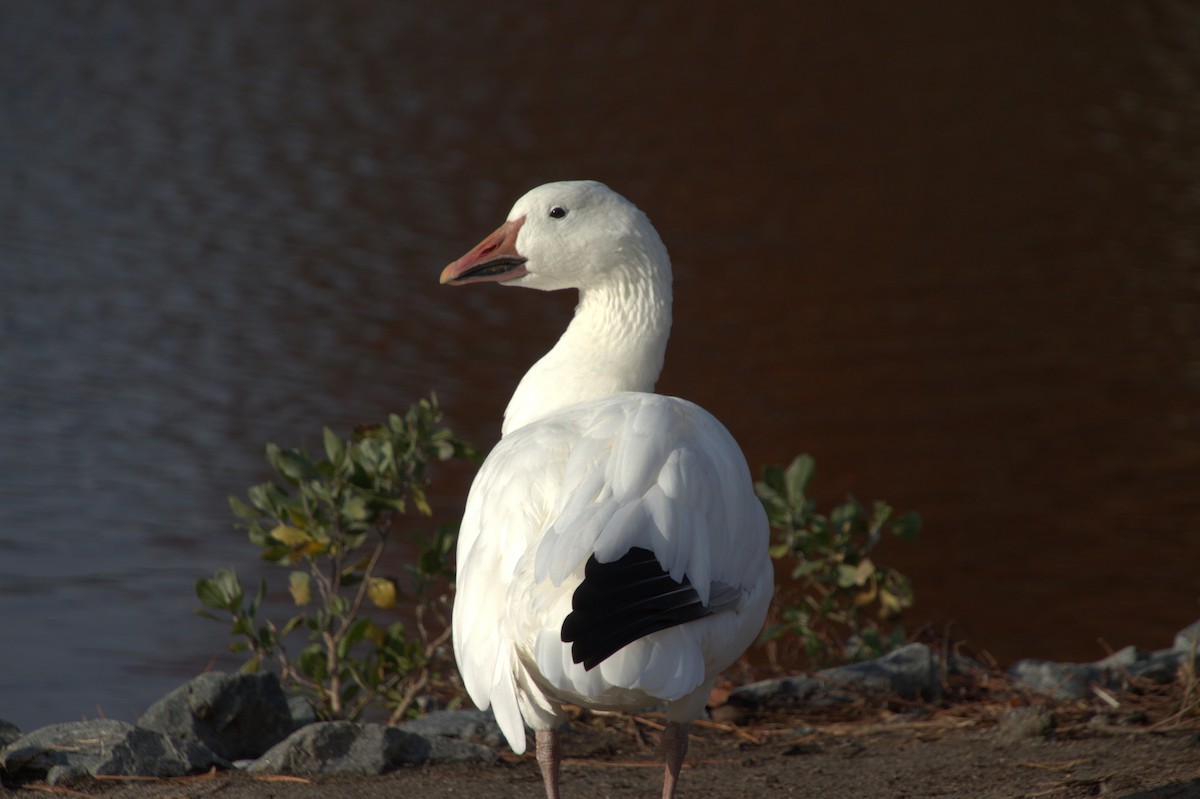 husa sněžní - ML645518648