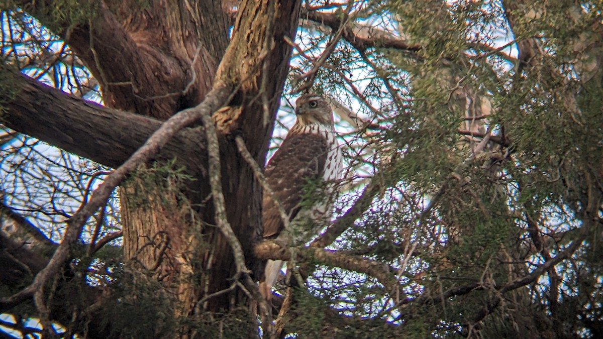 Cooper's Hawk - ML645518652