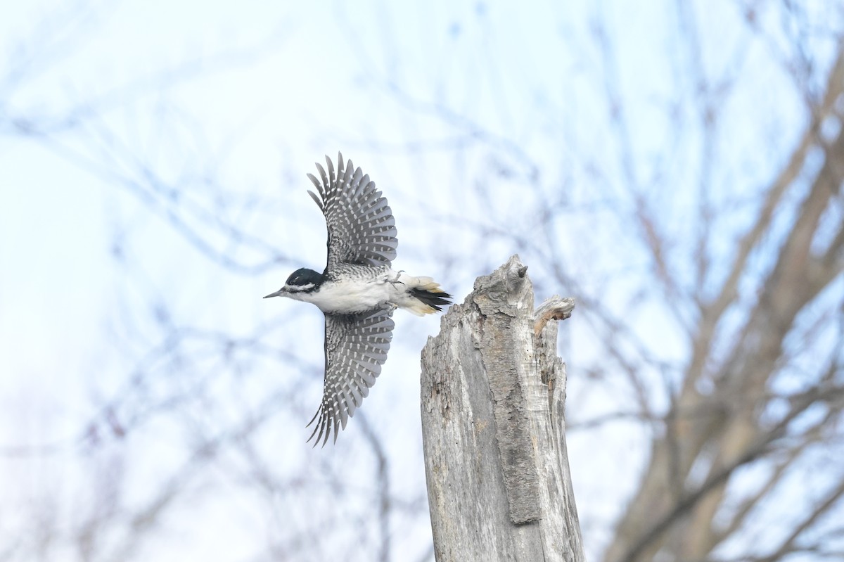 Black-backed Woodpecker - ML645518658