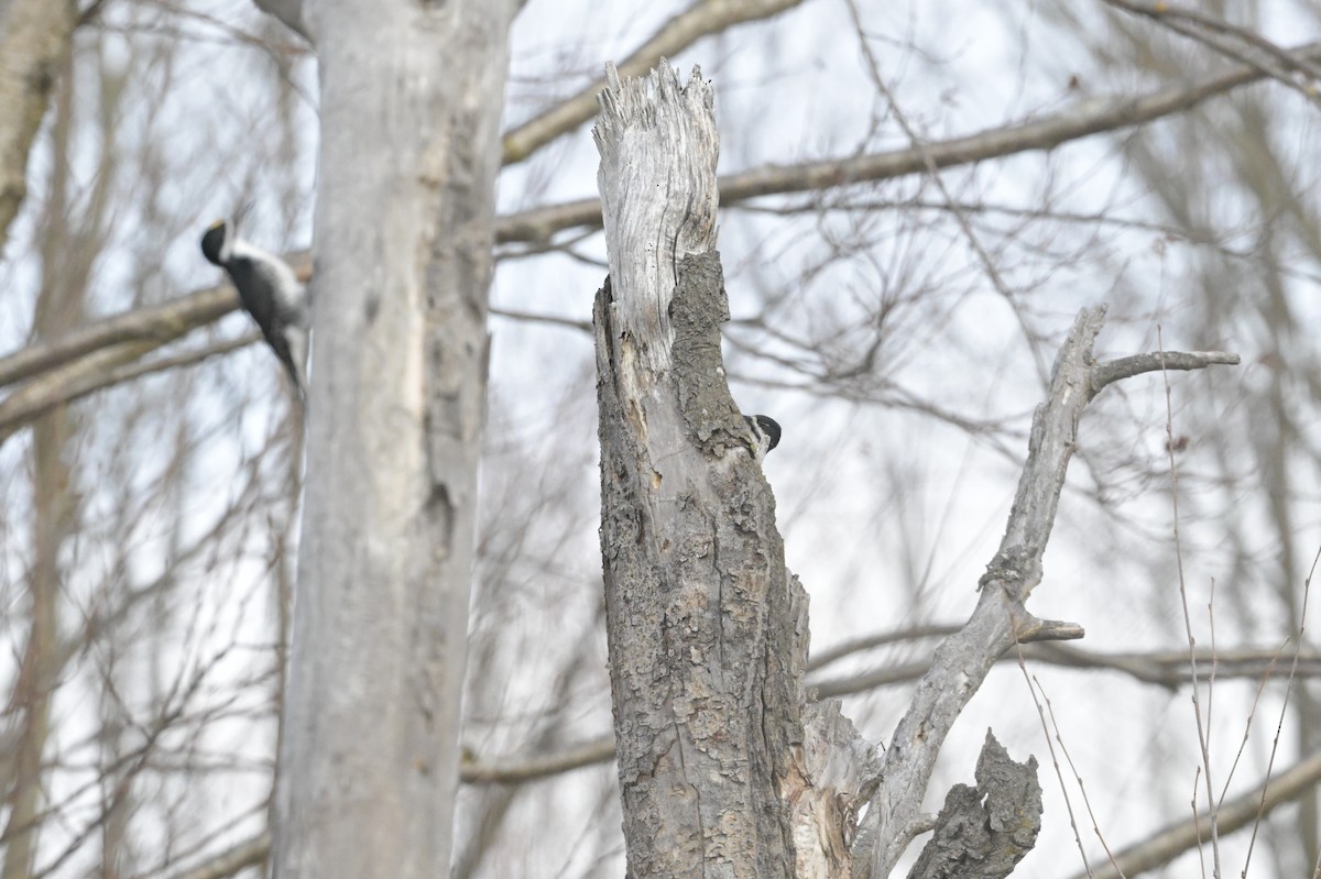 Black-backed Woodpecker - ML645518659