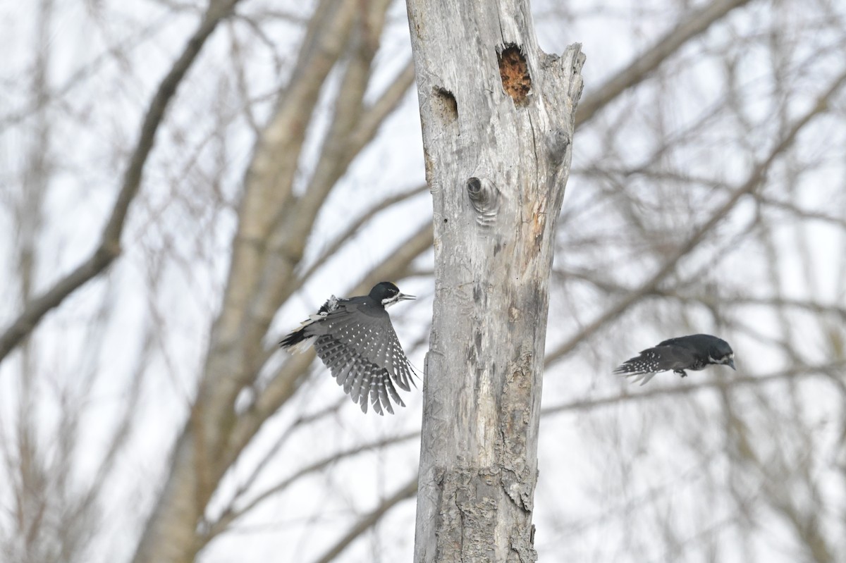Black-backed Woodpecker - ML645518660