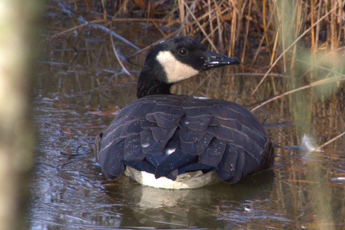 小加拿大雁 - ML645518662