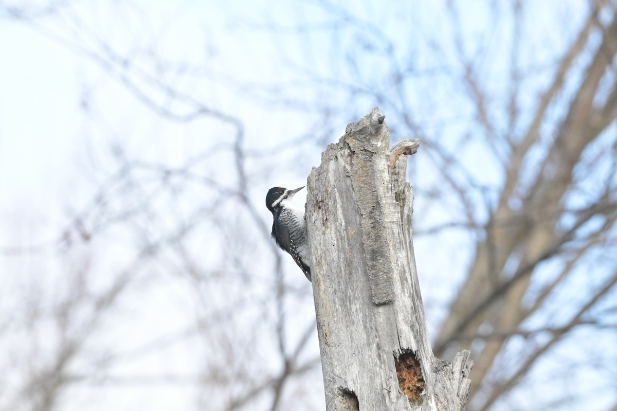 Black-backed Woodpecker - ML645518665
