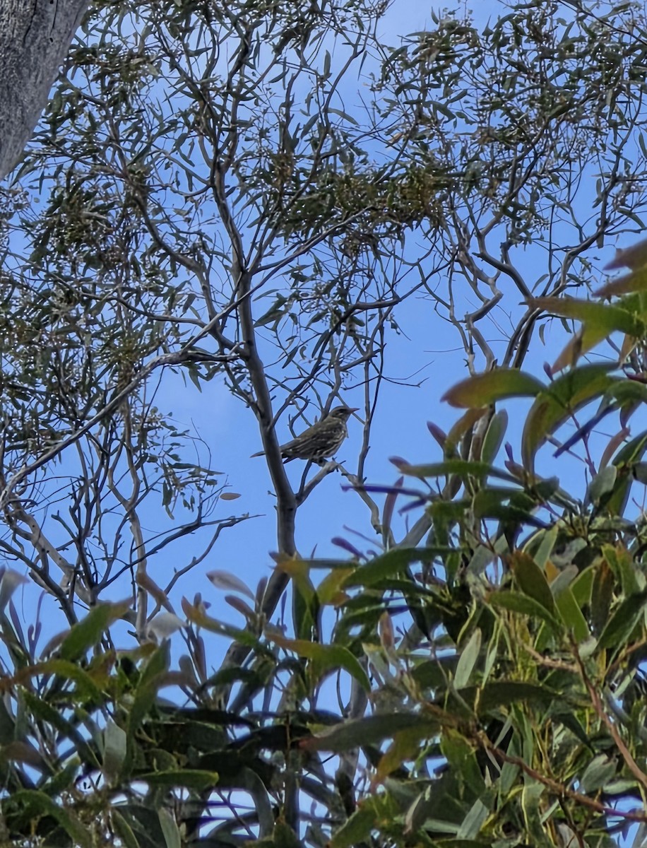 Streifenpirol - ML645518666