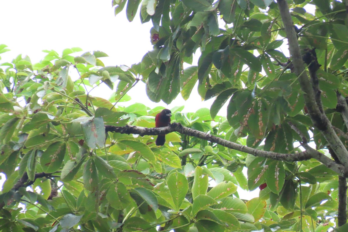 Crimson-backed Tanager - ML645518678