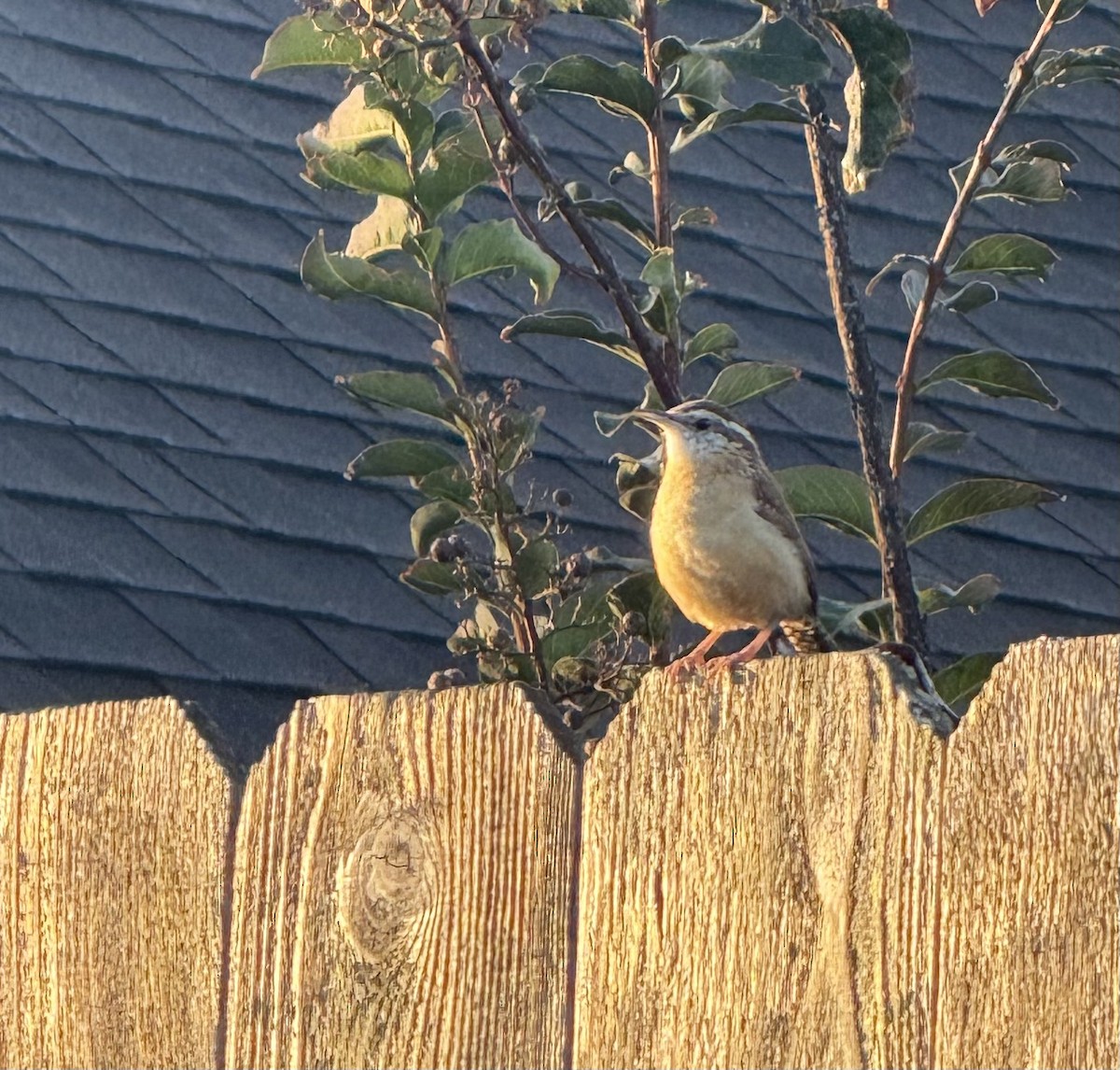 Carolina Wren - ML645518679