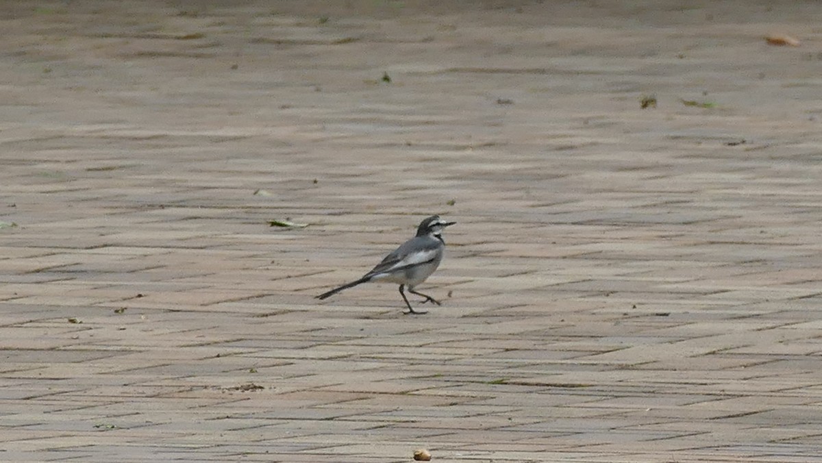 linerle - ML645518685