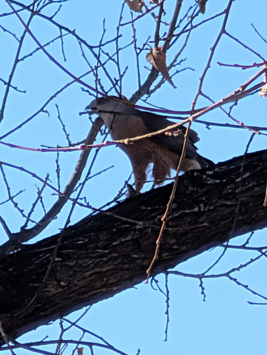 Cooper's Hawk - ML645518688