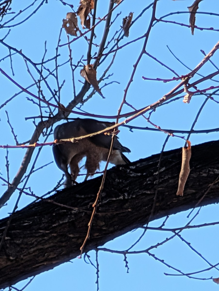 Cooper's Hawk - ML645518689