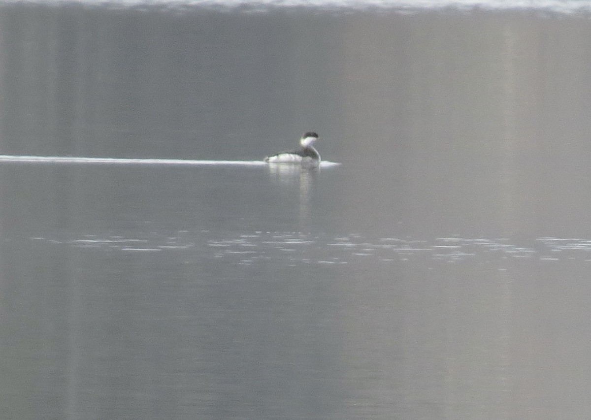 Horned Grebe - ML645518690