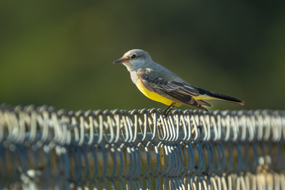 Western Kingbird - ML645518692