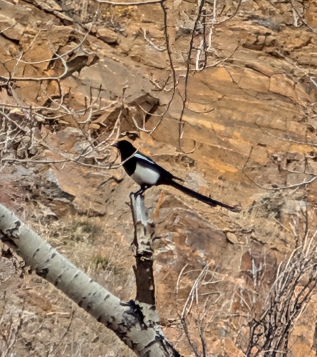 straka americká - ML645518704