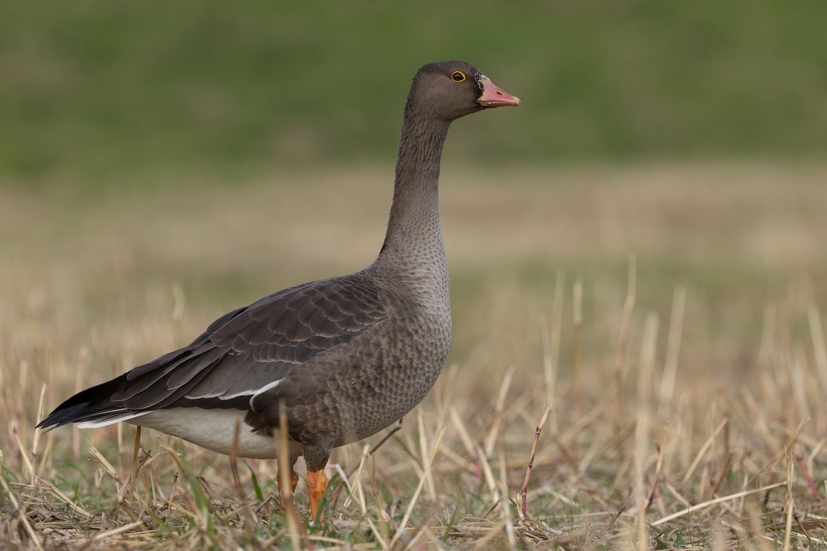 dverggås - ML645518720