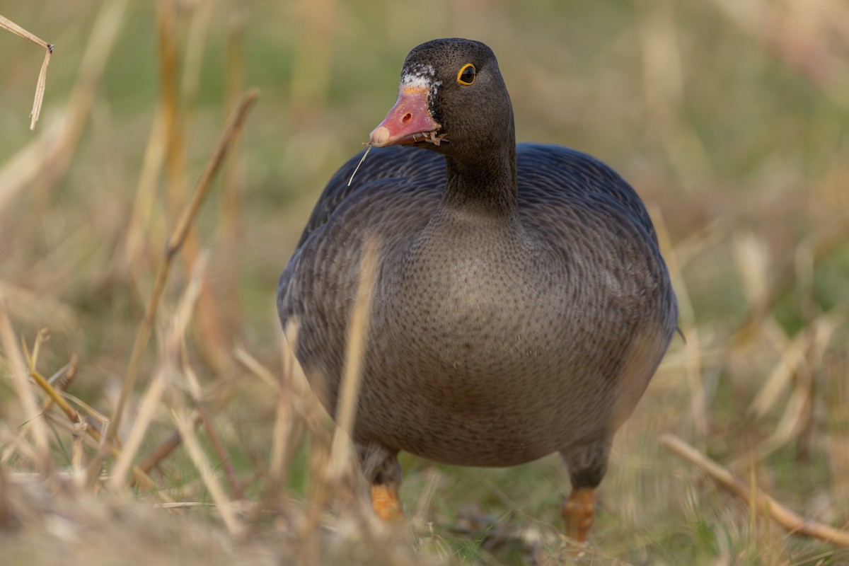 dverggås - ML645518721